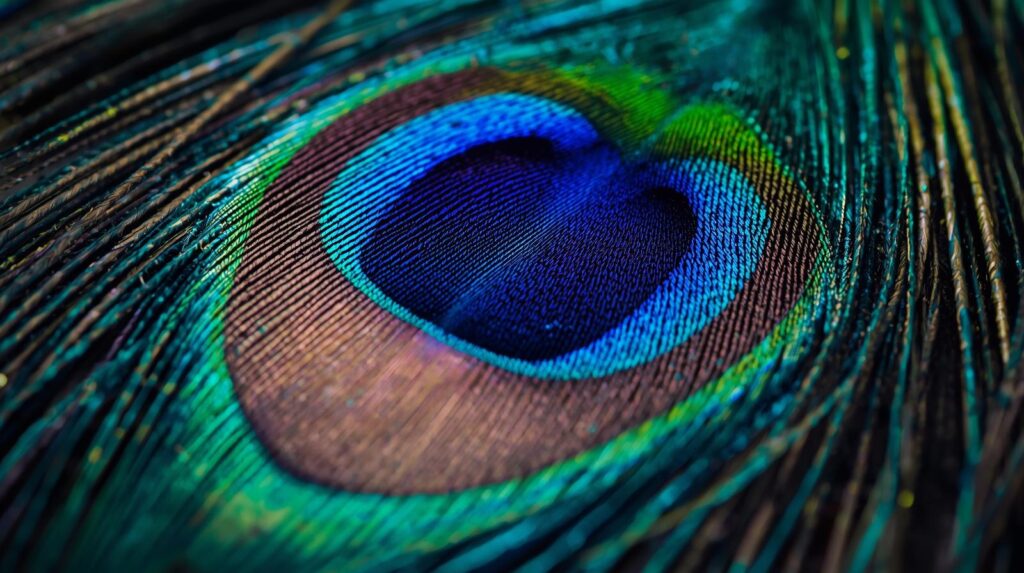 Whole Human Coaching peacock feather